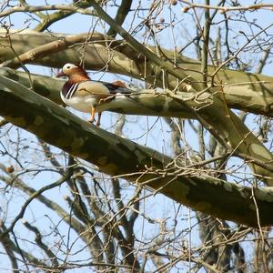 Mandarin Duck