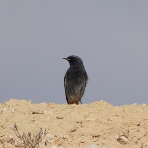 Black Redstart