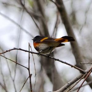 American Redstart