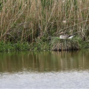 Greylag Goose