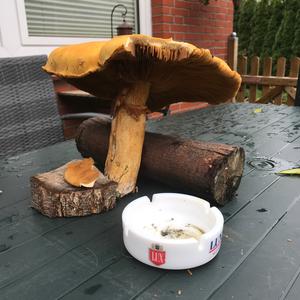 Golden False Pholiota