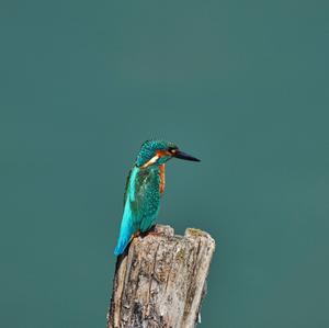 Common Kingfisher