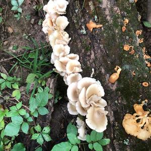 Oyster Mushroom