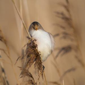 Bearded Parrotbill