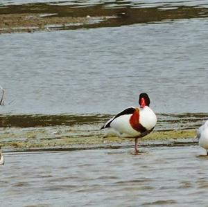 Common Shelduck