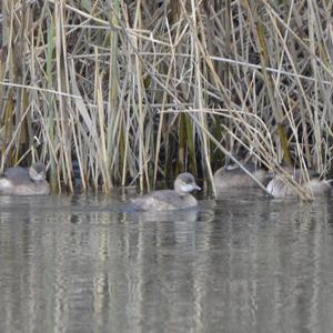 Little Grebe