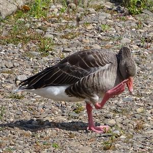 Greylag Goose