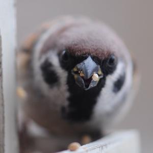 Eurasian Tree Sparrow