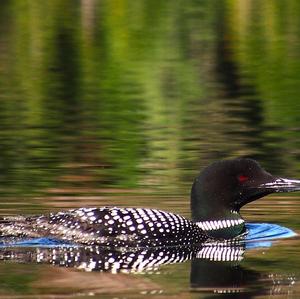 Common Loon