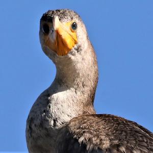 Great Cormorant