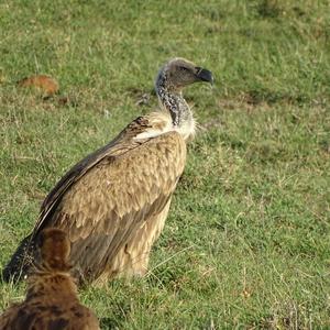 White-backed Vulture