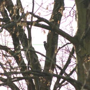 Middle Spotted Woodpecker