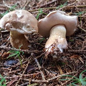 Bitter Bolete