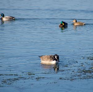 Canada Goose