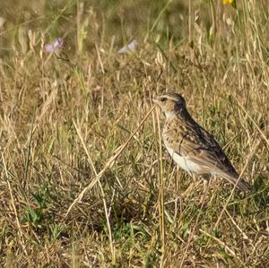 Wood Lark