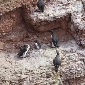 Common Guillemot