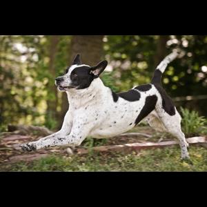Unknown Breed