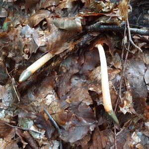 Dog Stinkhorn