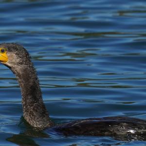 Great Cormorant