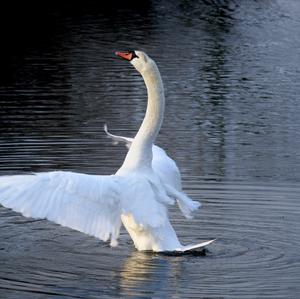 Mute Swan