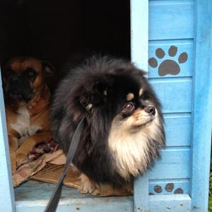 Pomeranian