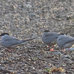 Common Tern