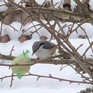 Wood Nuthatch