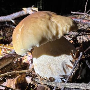 King Bolete