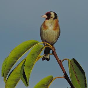 European Goldfinch