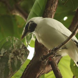 Bali Starling