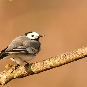 White Wagtail