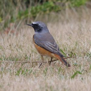 Common Redstart