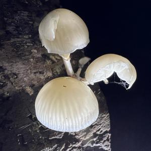 Porcelain Fungus