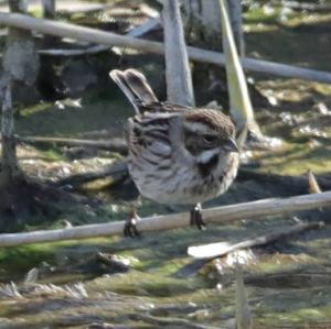 Reed Bunting