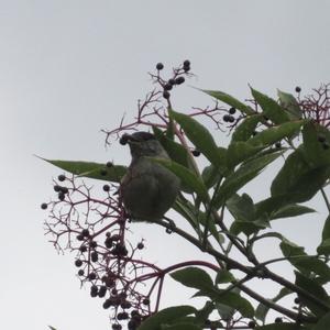 Blackcap