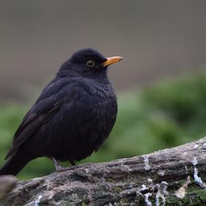 Eurasian Blackbird