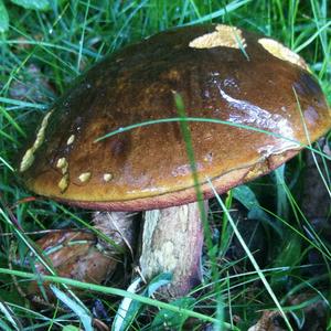 Dotted-stem Bolete