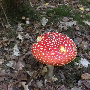 Fly Agaric