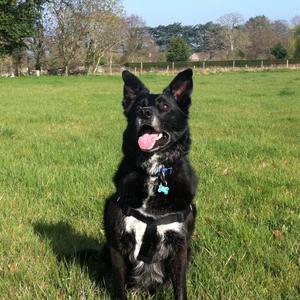 Unknown Breed