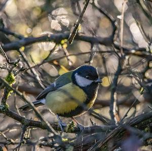 Great Tit