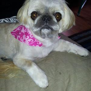 Pekingese