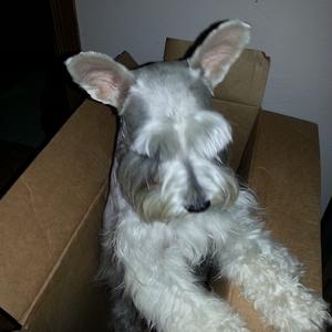 Unknown Breed
