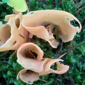 Lemon Peel Fungus