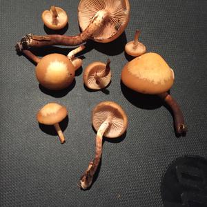 Changing Pholiota