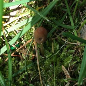 Coprinus auricomus