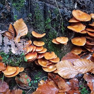 Changing Pholiota