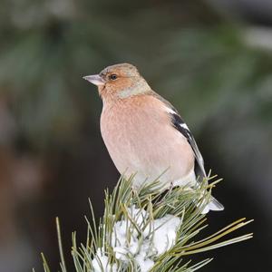 Eurasian Chaffinch