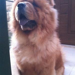 Chow Chow