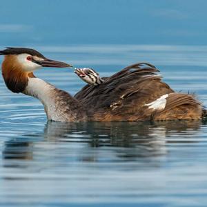 Great Crested Grebe