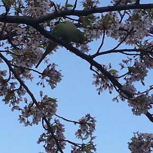 Rose-ringed Parakeet